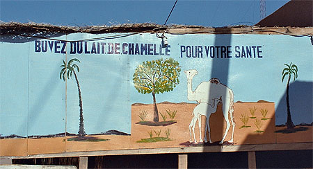 "Buvez du lait de chamelle"
