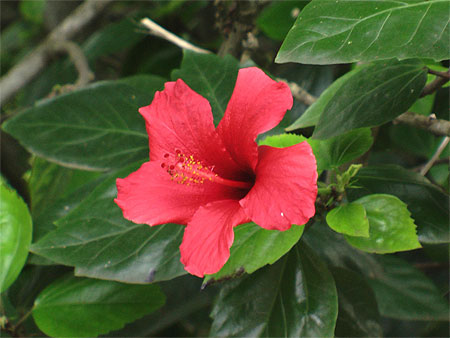 Fleurs - Fruits - V�g�tation