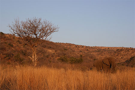 Un �l�phant du Pilanesberg