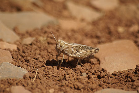 Petite sauterelle Cr�toise!!
