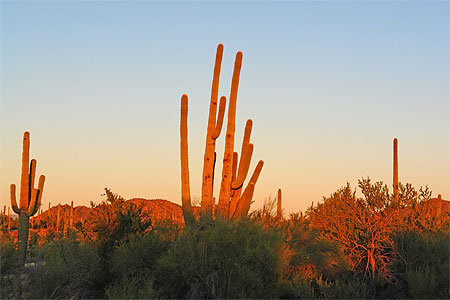 Saguaro sunset