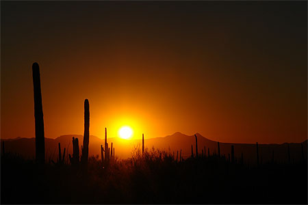 Saguaro sunset