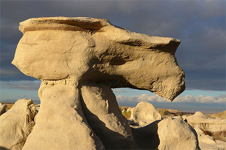 The camel