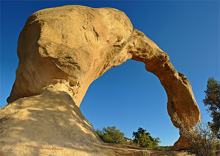 Cox arch