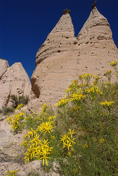 Flowers of desert