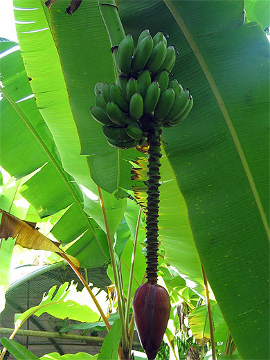 R�gime de bananes