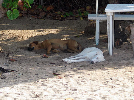 Sieste