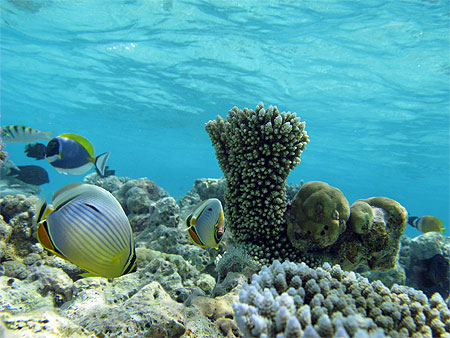 Snorkeling avec tr�s bonne visiblilit�.....