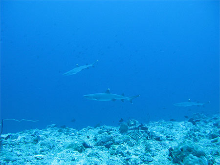 3 requins pointes blanches
