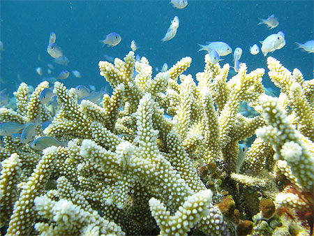 Symbiose...