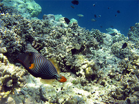 Snorkelling....