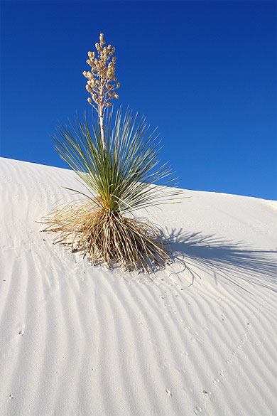 Yucca
