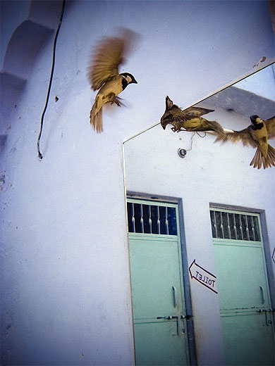 L'oiseau de Pushkar 