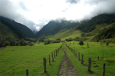Parc de Cocora
