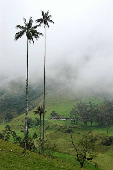 Parc de Cocora