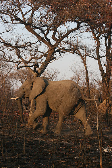 Balade d'�l�phant.