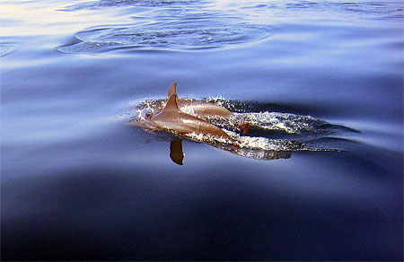 Dauphins