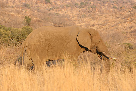 Gros �l�phant