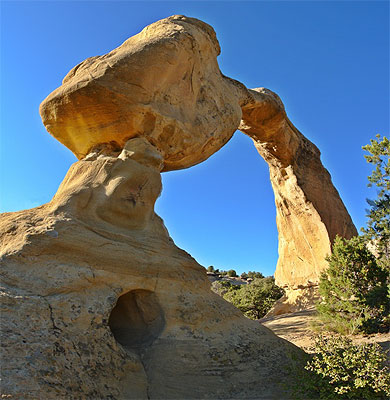 Cox arch