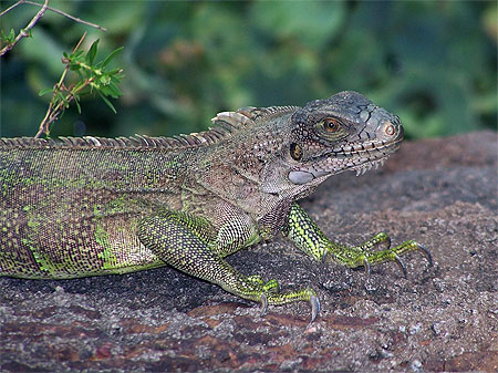 Iguane adulte