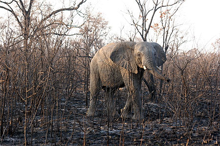 El�phant du Kruger