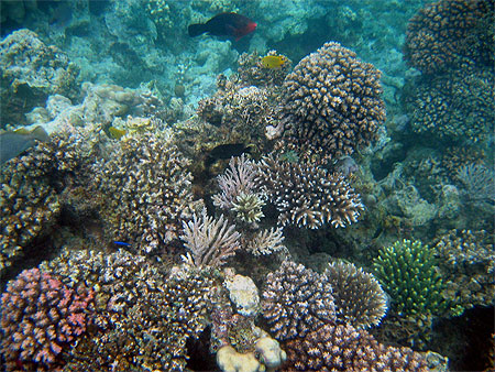 Coraux et poissons