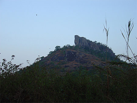 Dent de MAN de profil