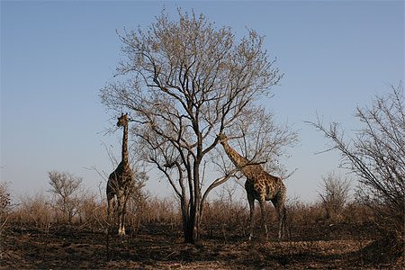 Deux girafes durant le repas