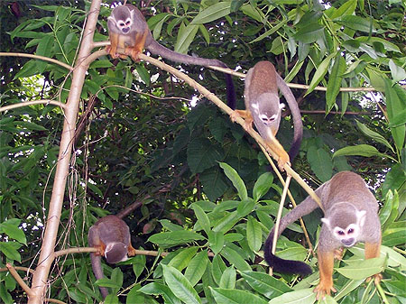 Singe sapajou