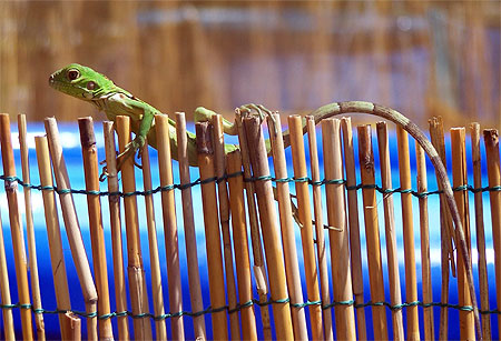 Jeune Iguane