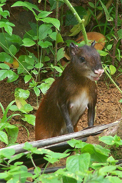 Agouti