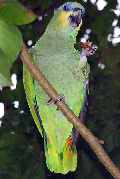 Perruche de guyane