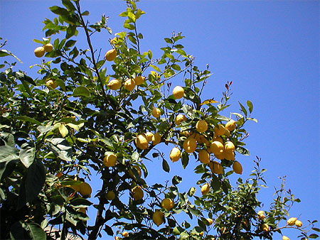 Citrons