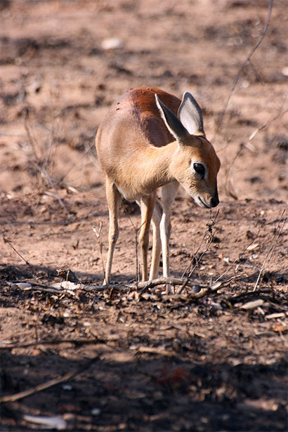 C�phalophe