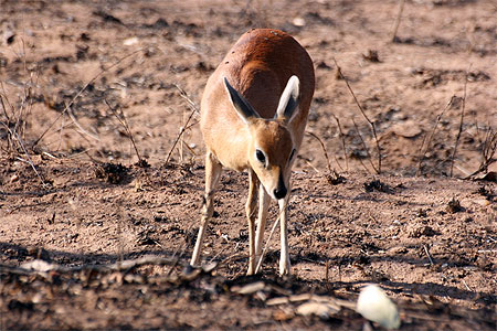 C�phalophe du parc Kruger