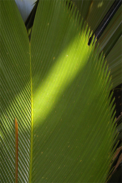 Feuille de palmier
