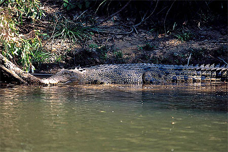 Crocodile