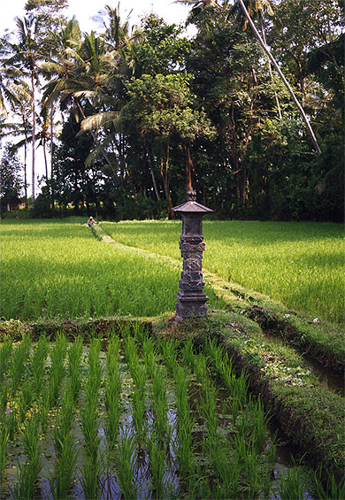 Rizi�re � Bali. Indon�sie.