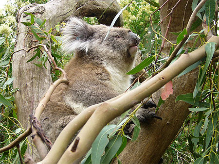 Koala