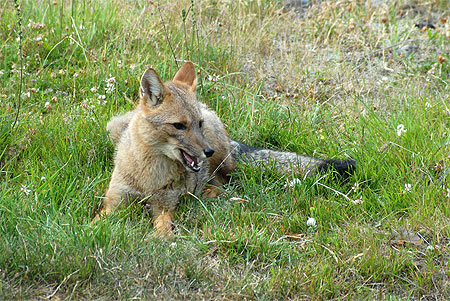 Renard