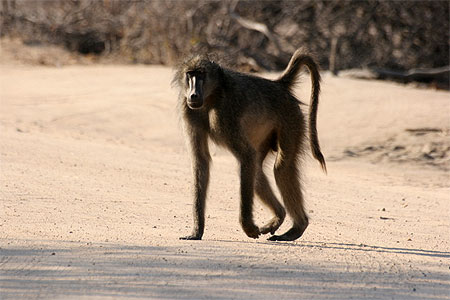 Babouin chacma