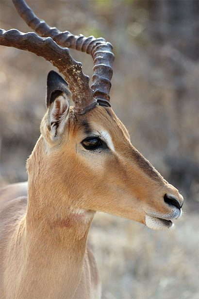 M�le impala