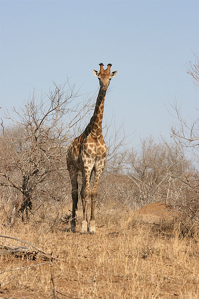 Belle girafe