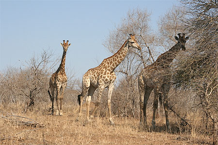 Trois girafes