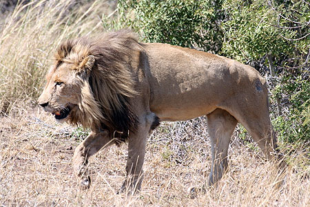 Lion 7 dans LION pt37837