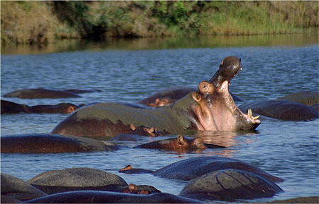 Dur d'�tre un hippo