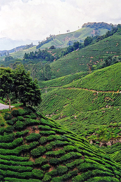 Cameron highlands. Plantation de th�.