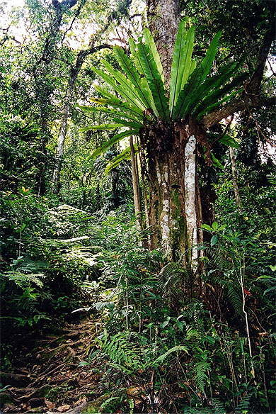 Malaisie. Jungle dans les Cameron Highlands. 