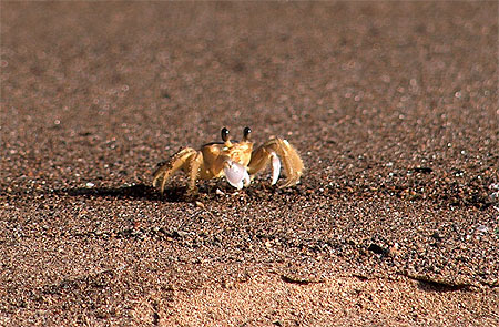 Crabe