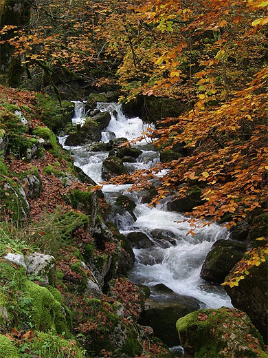 Ruisseau dans la Chartreuse